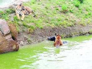 大鹏爆料动物园视频播放